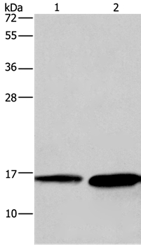 HINT2 Antibody