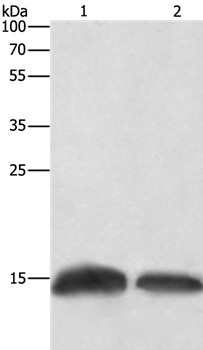 H3F3C Antibody