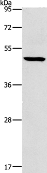 HOXC10 Antibody