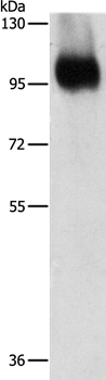 ITGB3 Antibody