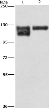 ITGB1 Antibody