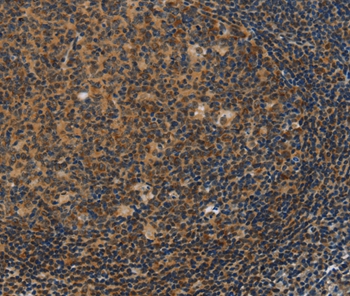 IRF9 Antibody
