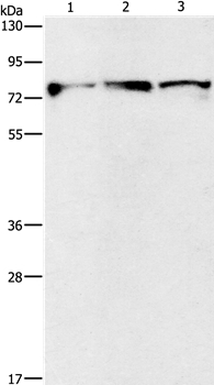 KIF3A Antibody