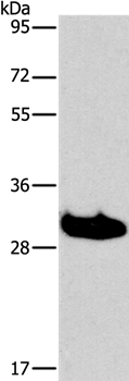 LAIR1 Antibody