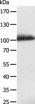 LRP12 Antibody