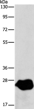 LXN Antibody