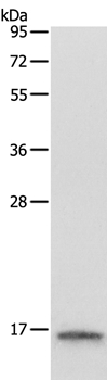 LYZ Antibody