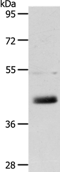 LYVE1 Antibody