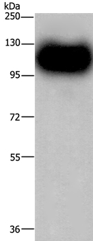 MAG Antibody