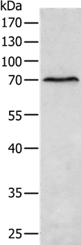 MATN4 Antibody