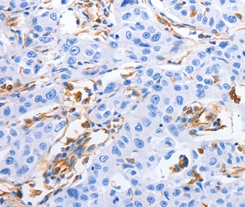 MFN1 Antibody