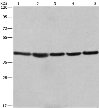 RPSA Antibody