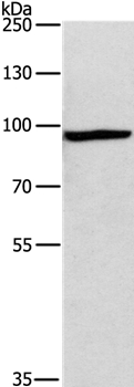 MSH5 Antibody