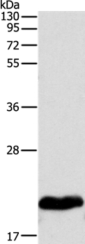 MYL2 Antibody