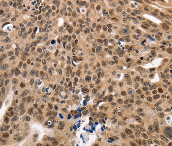 NAIF1 Antibody