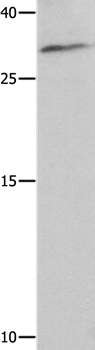 NAIF1 Antibody