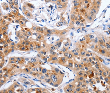 NCK1 Antibody