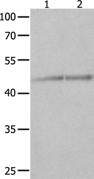 NCK1 Antibody