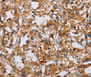 NRN1 Antibody