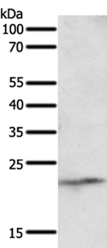 NEUROG3 Antibody