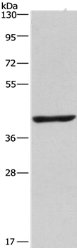 NME7 Antibody