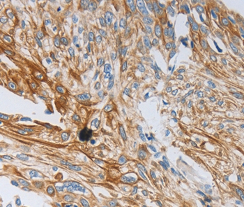 NTF3 Antibody