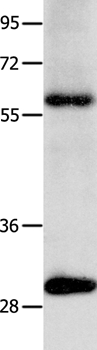 NTF3 Antibody