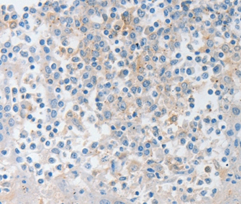 NTF4 Antibody
