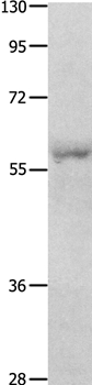 OASL Antibody