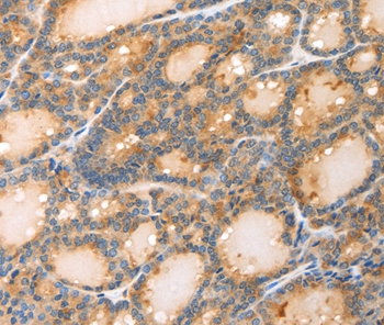 POU2F2 Antibody