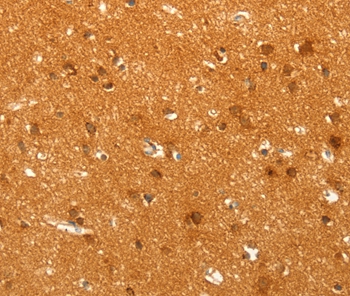 POU5F1 Antibody