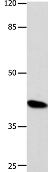 POU5F1 Antibody