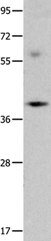 OPCML Antibody