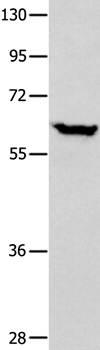 DNAJC7 Antibody