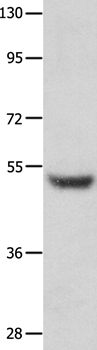 TP73 Antibody