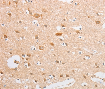 SERPINE2 Antibody