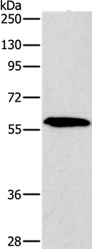 PAK2 Antibody