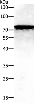 PAK7 Antibody
