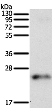 FAM3A Antibody