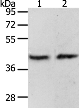 PAX8 Antibody