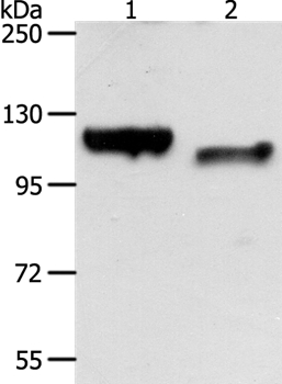 CDH3 Antibody