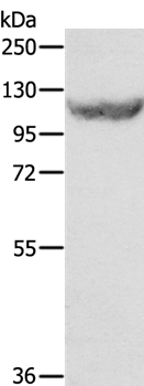 EIF2AK3 Antibody