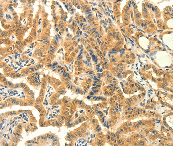 PRKACG Antibody