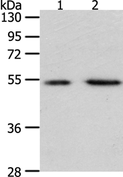 PSMD5 Antibody