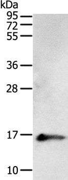 PVALB Antibody