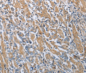 RETN Antibody