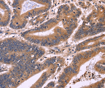 S100A13 Antibody