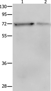 PTPN11 Antibody