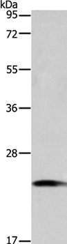 TAGLN2 Antibody