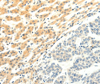 SPAG5 Antibody